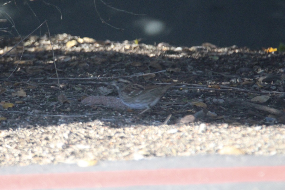 White-throated Sparrow - ML642895482