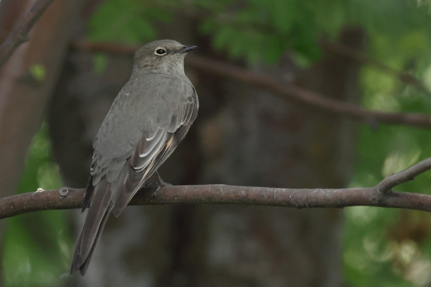 Townsend's Solitaire - ML642895511