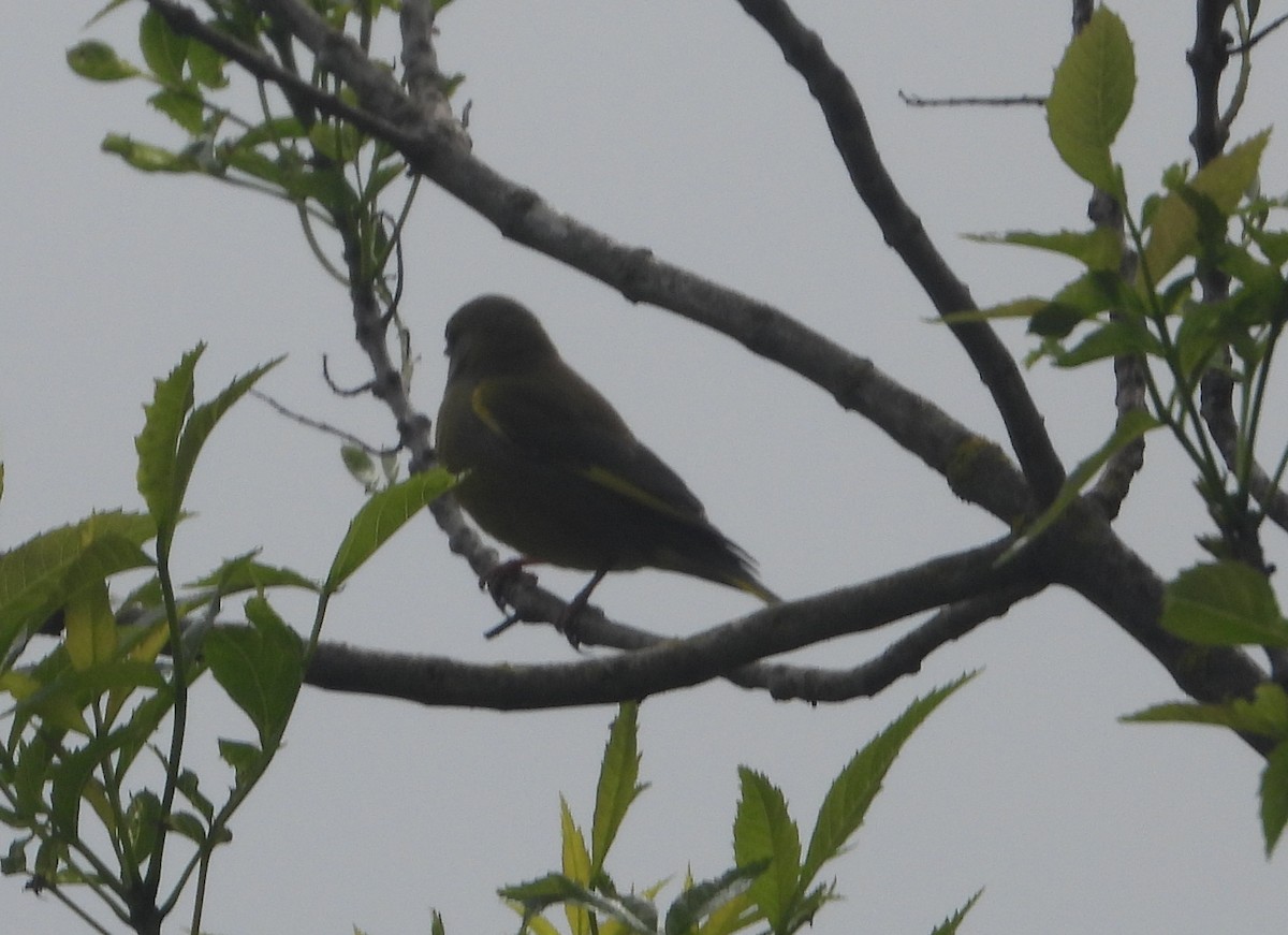 European Greenfinch - ML642895514