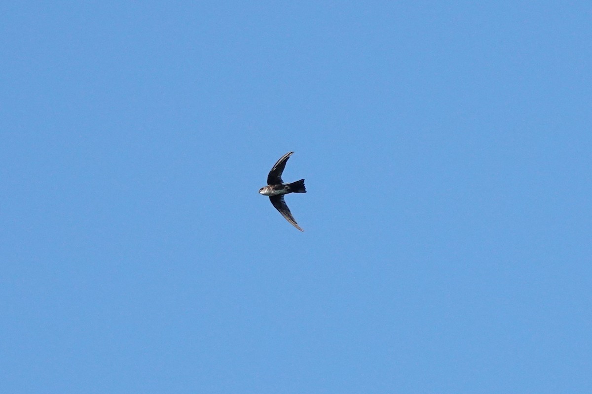 Antillean Palm Swift - ML642895515