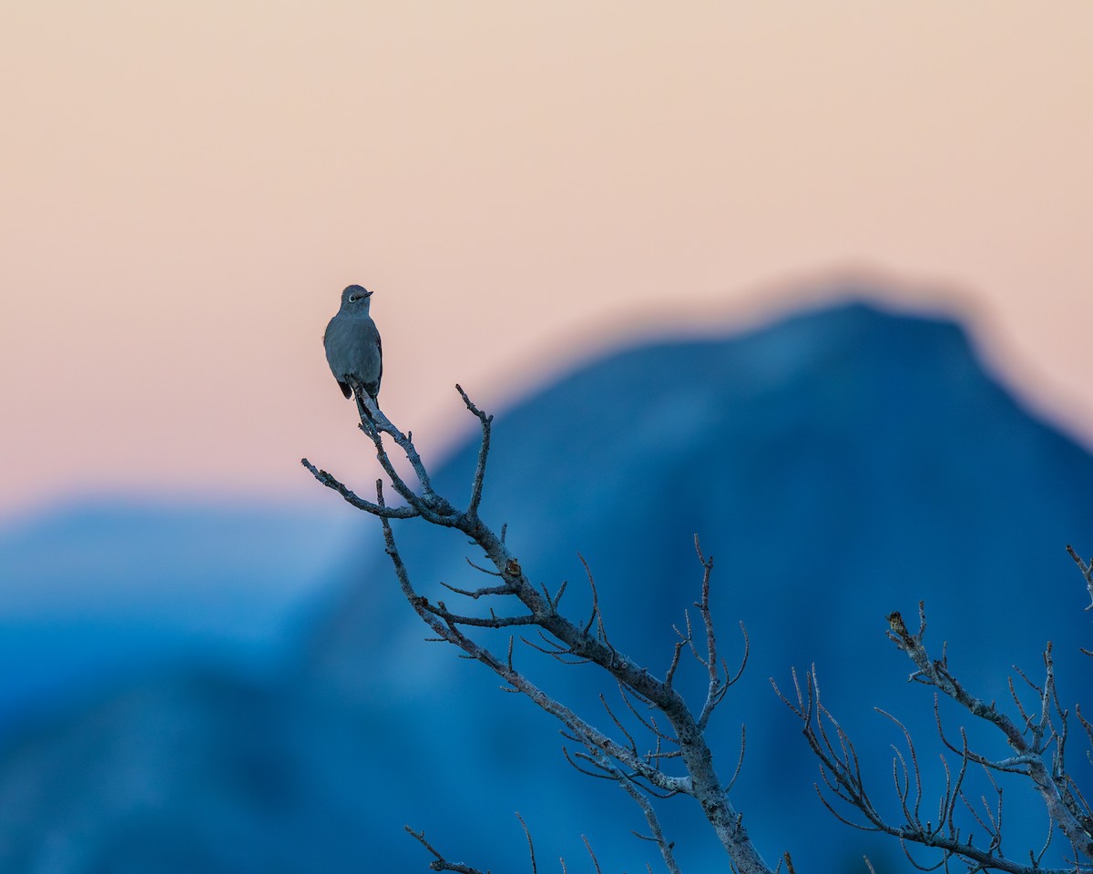 Townsend's Solitaire - ML642895519