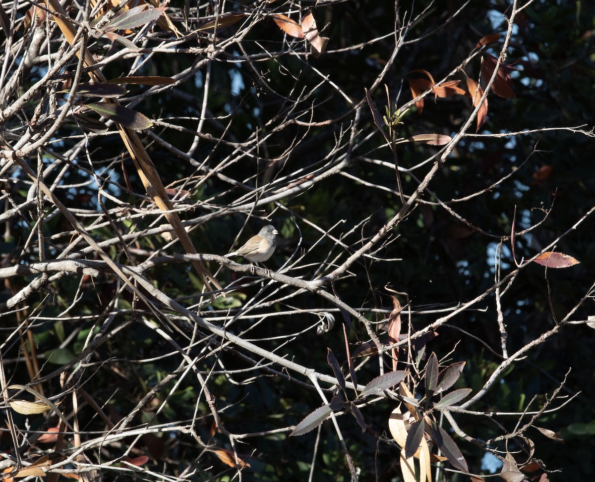 strnadec zimní [skupina oreganus] - ML642895520