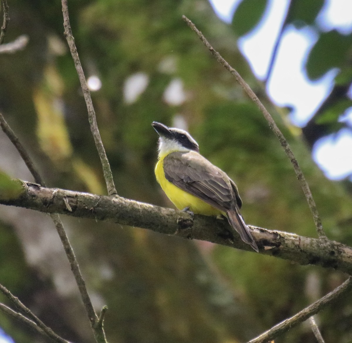 Boat-billed Flycatcher - ML642895522