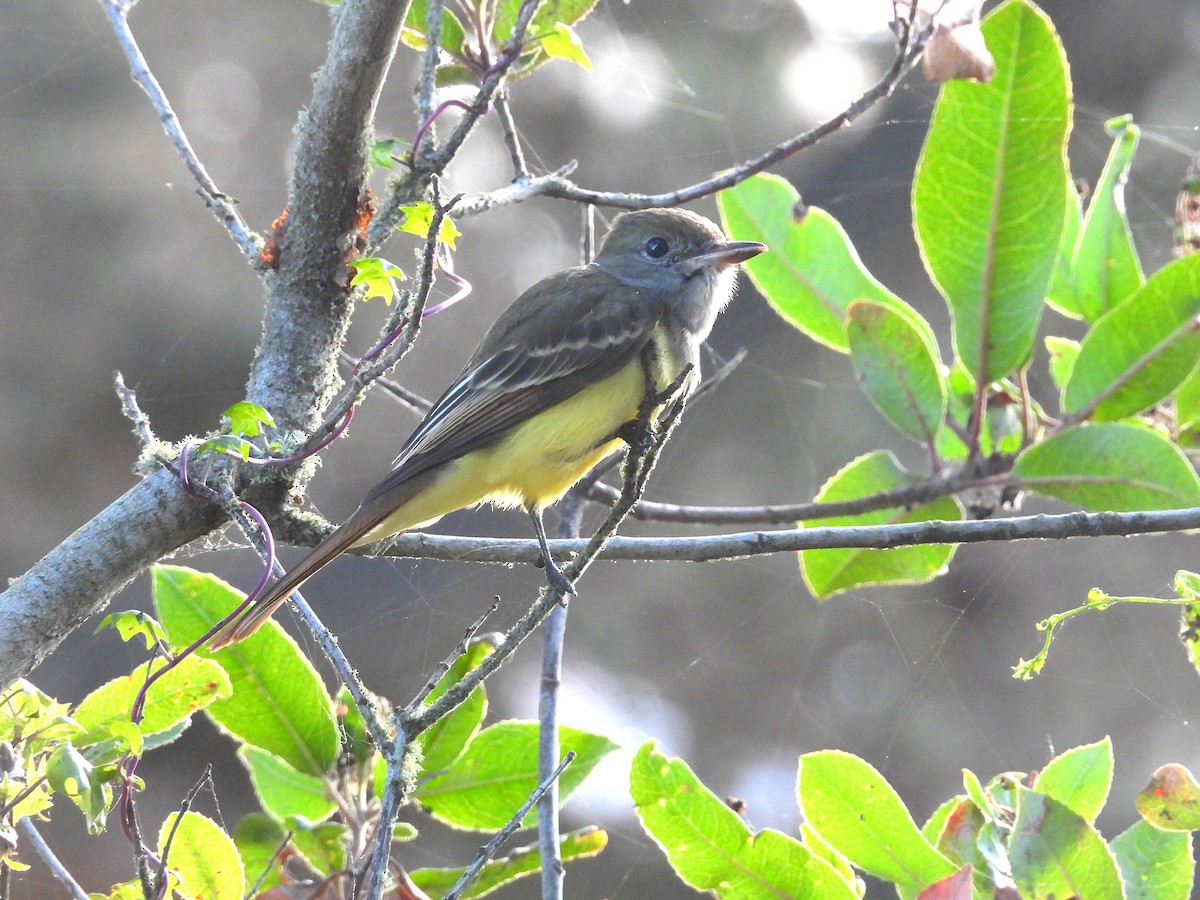 Great Crested Flycatcher - ML642895524