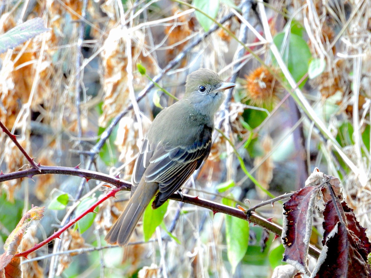 Great Crested Flycatcher - ML642895525