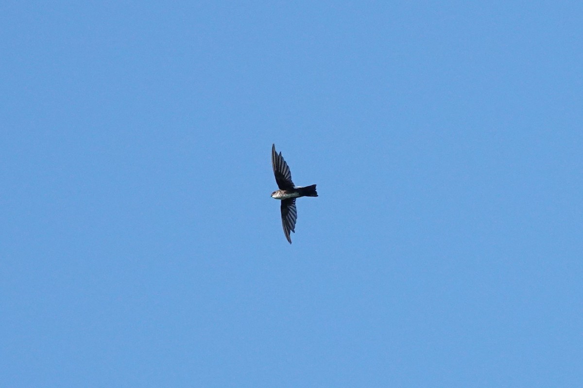 Antillean Palm Swift - ML642895529