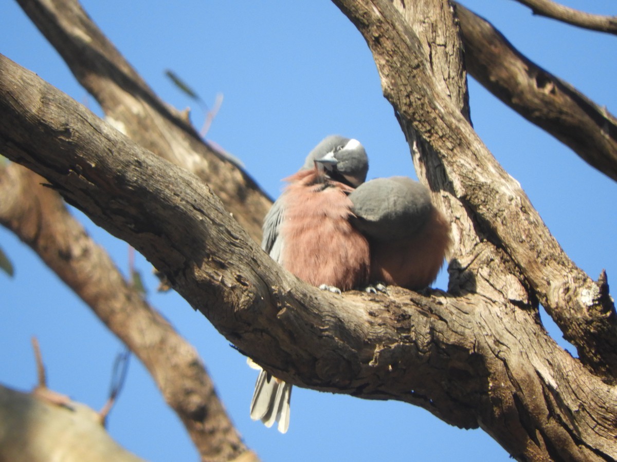 White-browed Woodswallow - ML642895549