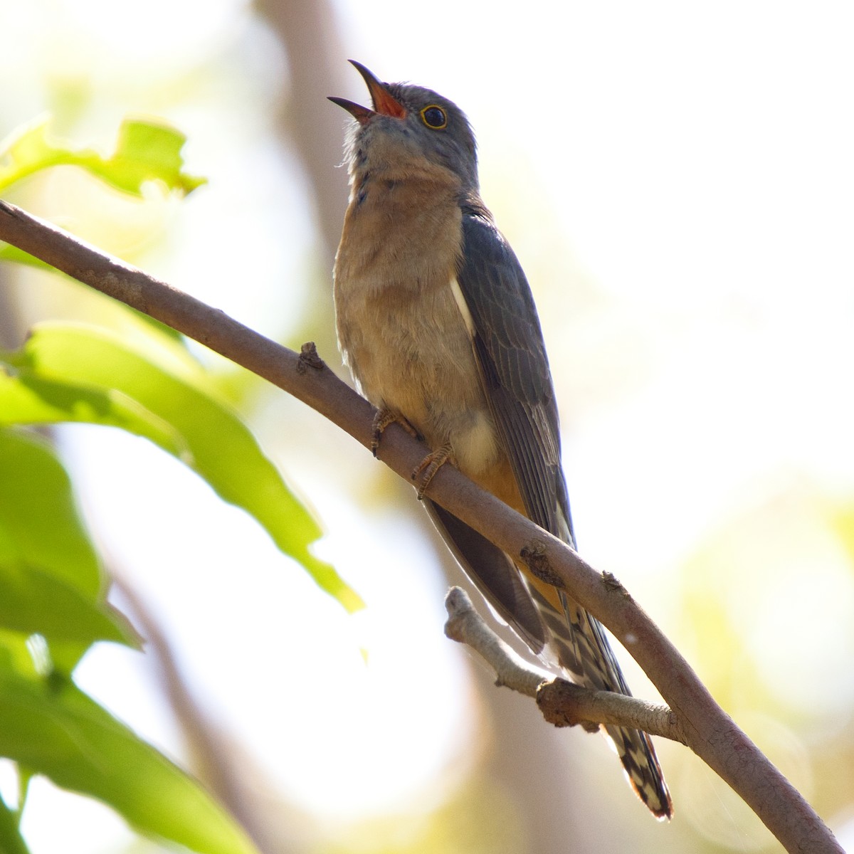 Fan-tailed Cuckoo - ML642895550