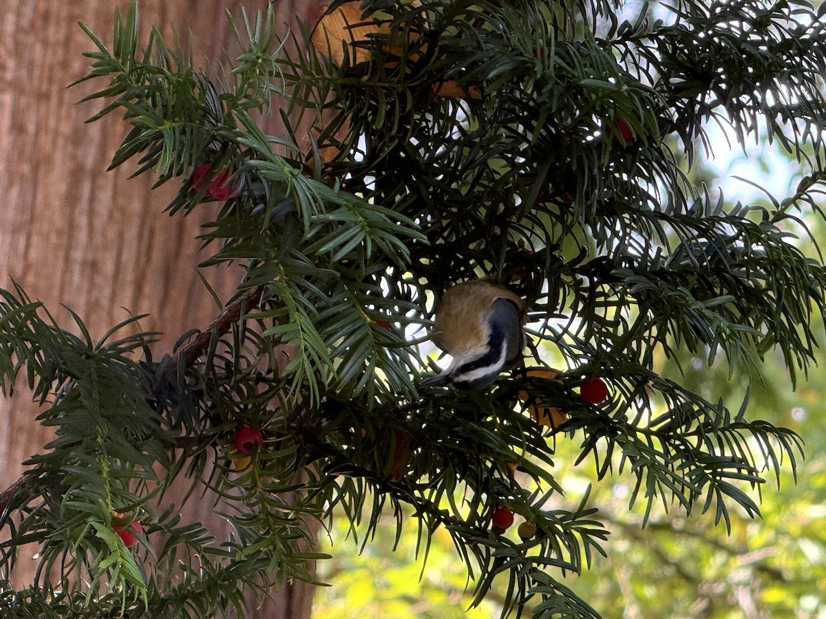 Red-breasted Nuthatch - ML642895554