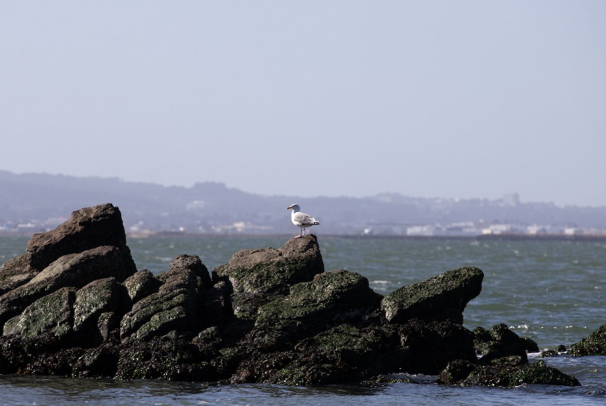 Western Gull - ML642895562