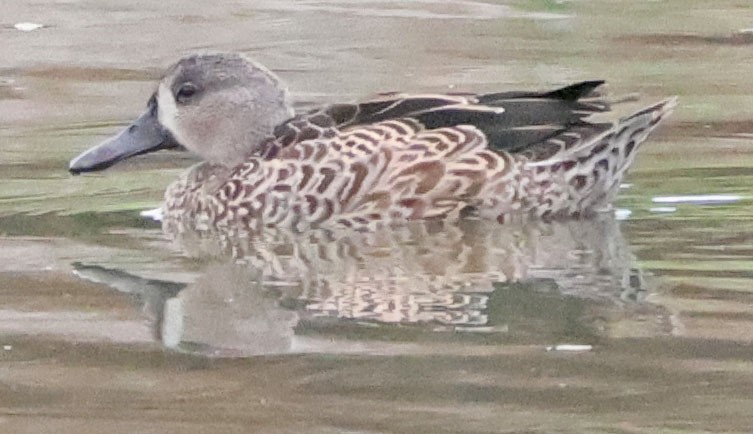 Blue-winged Teal - ML642895569