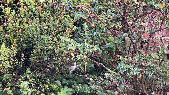 Anna's Hummingbird - ML642895573