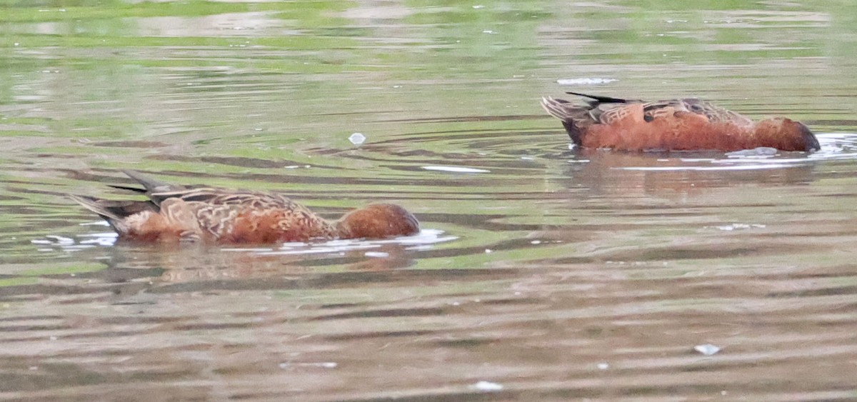 Cinnamon Teal - ML642895579