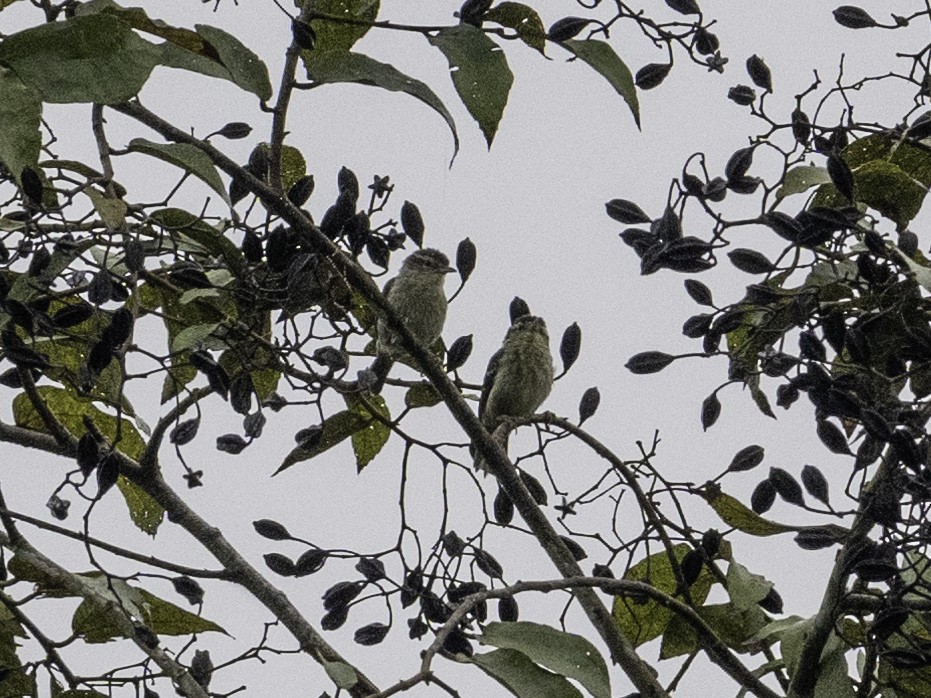 Double-banded Graytail - ML642895586