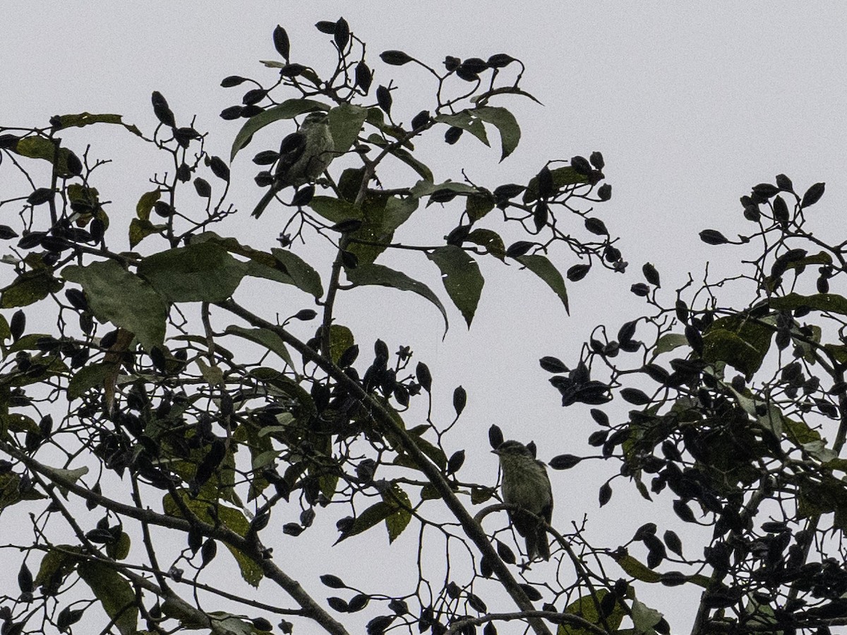 Double-banded Graytail - ML642895589