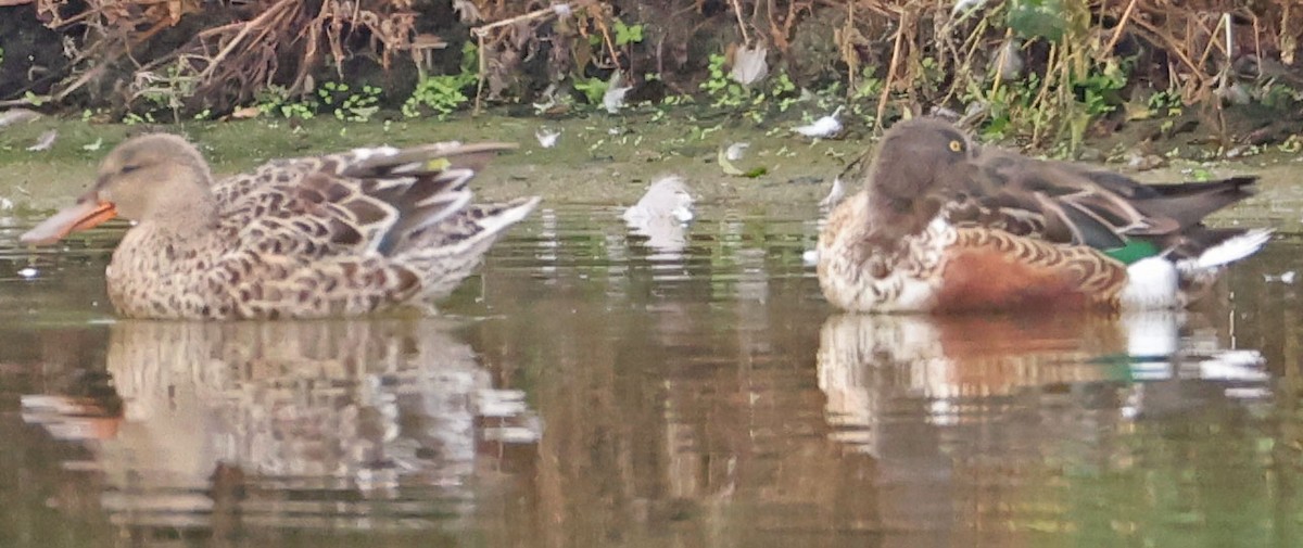 Northern Shoveler - ML642895591