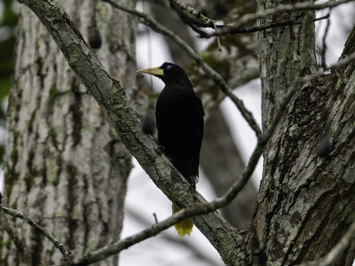 Crested Oropendola - ML642895596