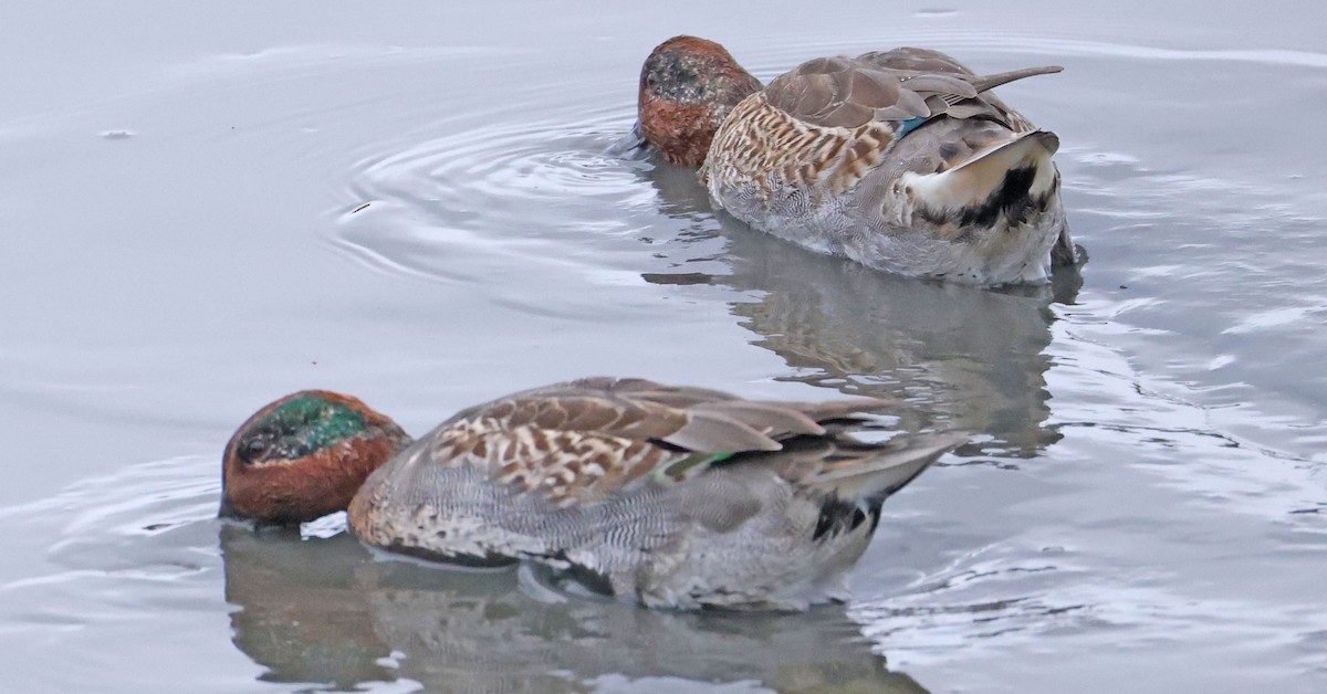 Green-winged Teal - ML642895597