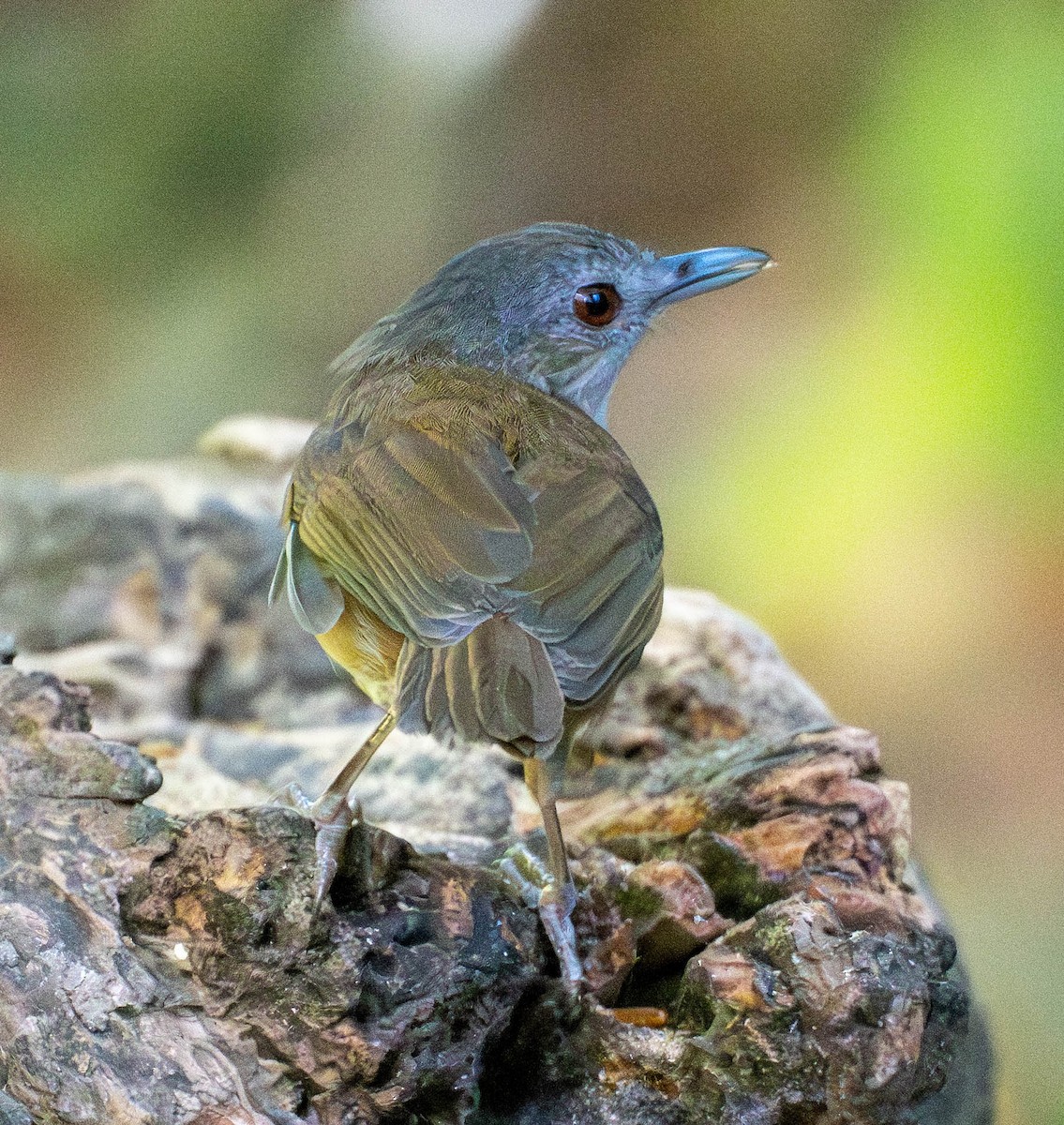Horsfield's Babbler - ML642895602