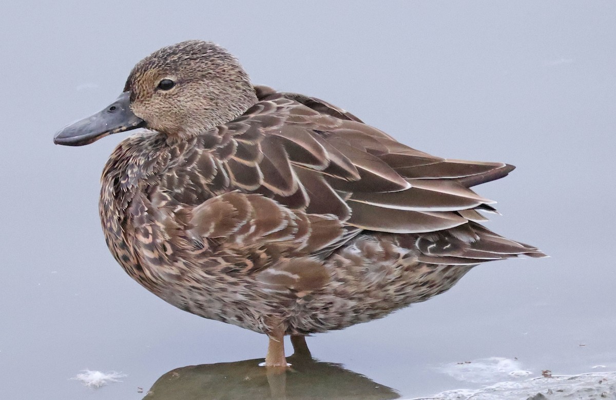 Cinnamon Teal - ML642895605