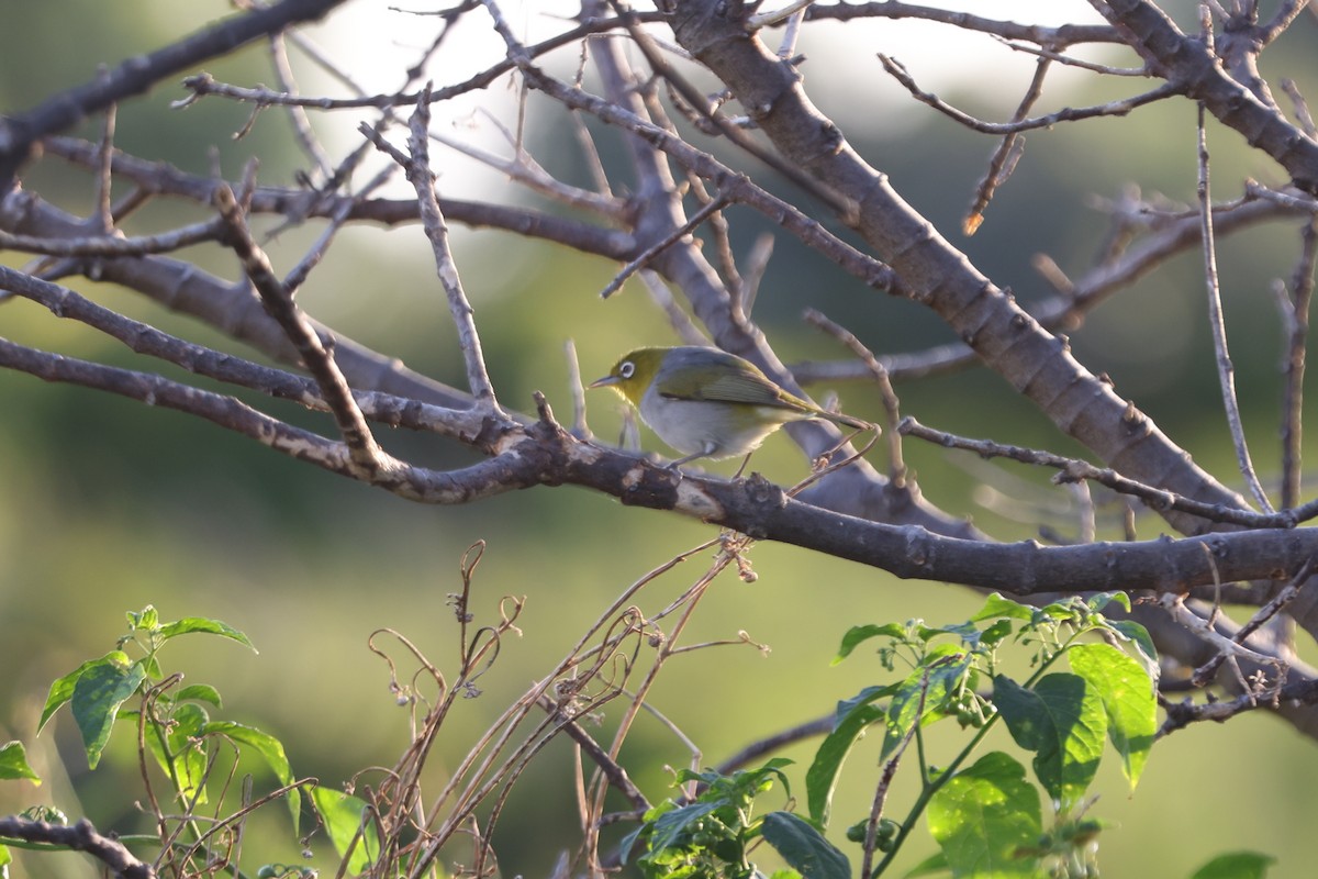 Silvereye - ML642895606