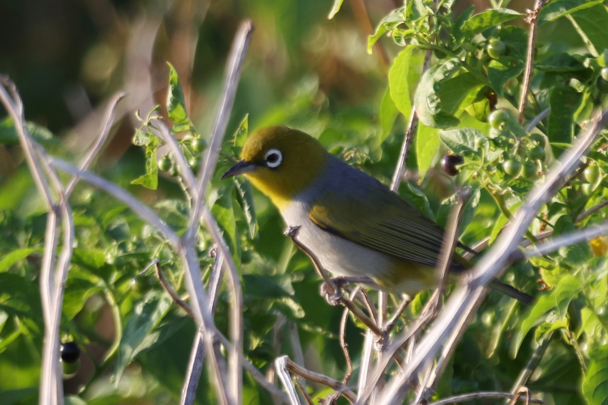 Silvereye - ML642895608