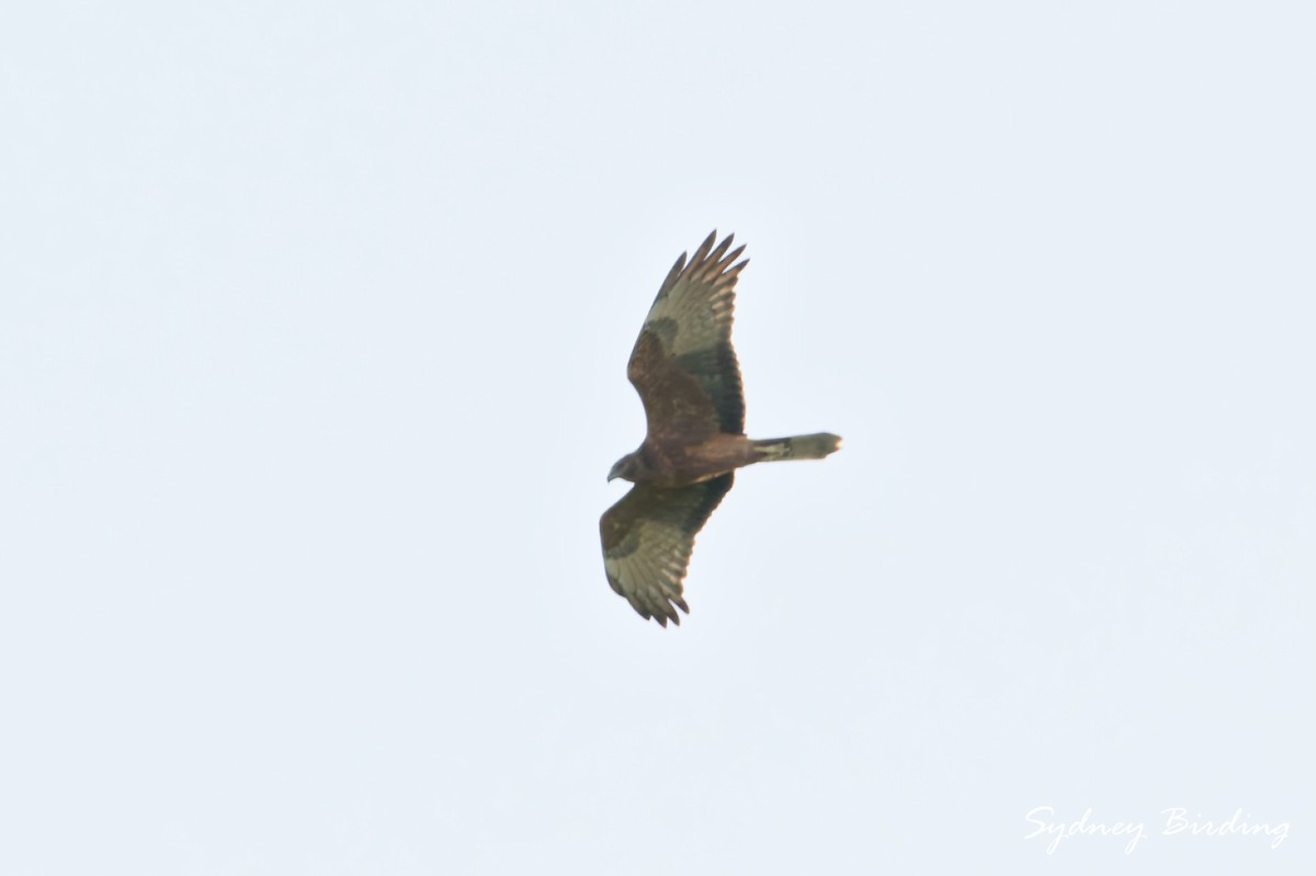 Swamp Harrier - ML642895609