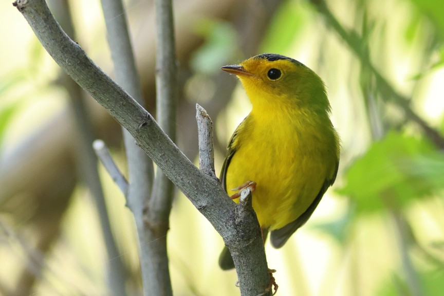 Wilson's Warbler - ML642895610