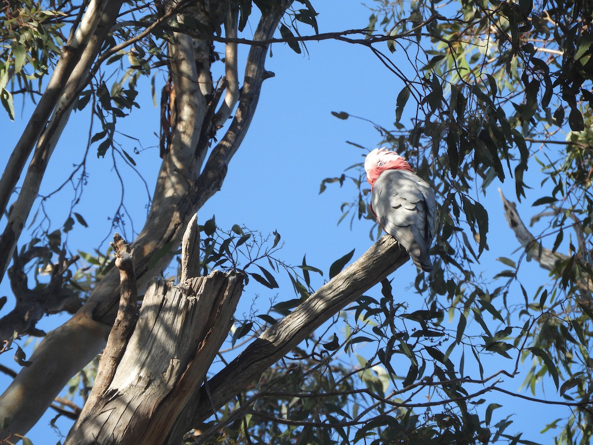 Galah - ML642895611