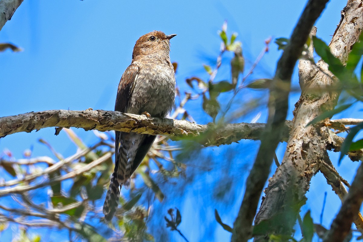 Fan-tailed Cuckoo - ML642895612