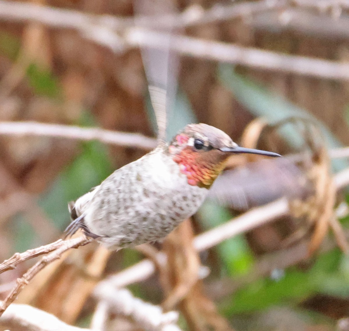Anna's Hummingbird - ML642895614