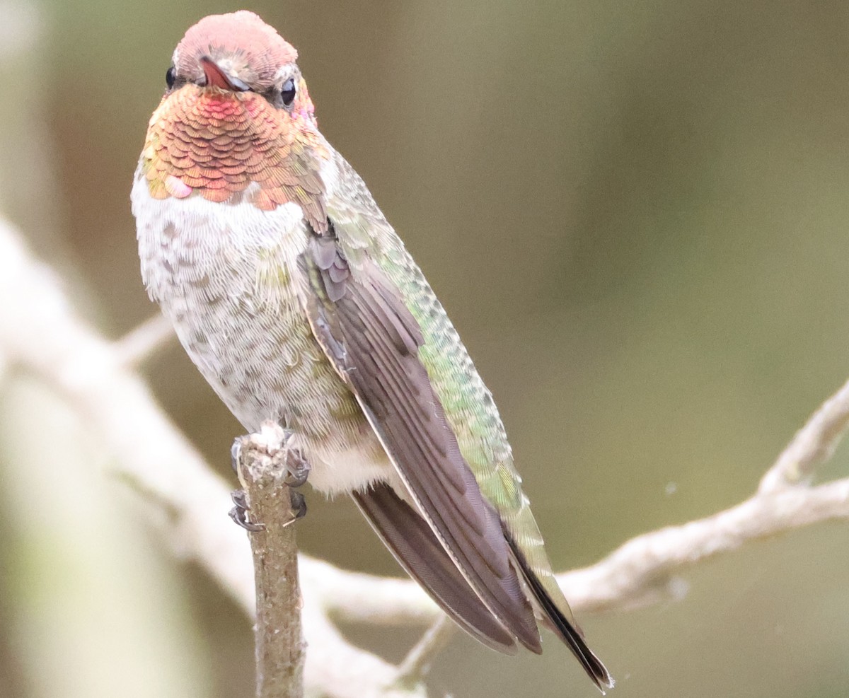 Anna's Hummingbird - ML642895615