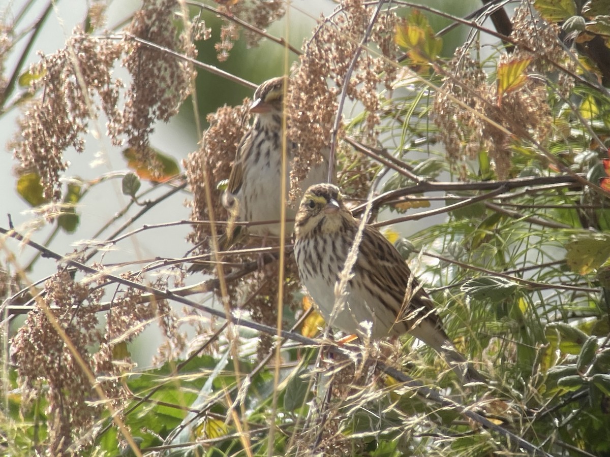 Savannah Sparrow - ML642895620