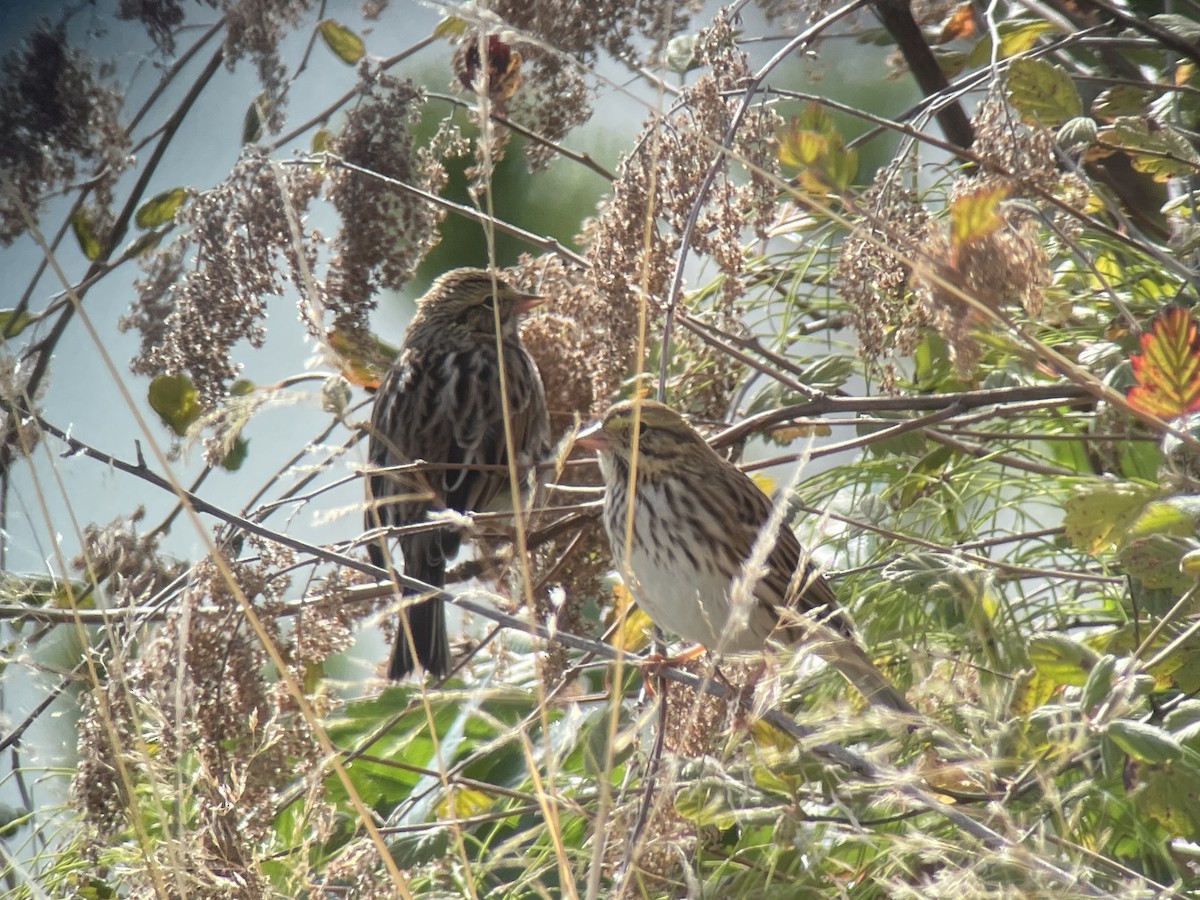 Savannah Sparrow - ML642895621