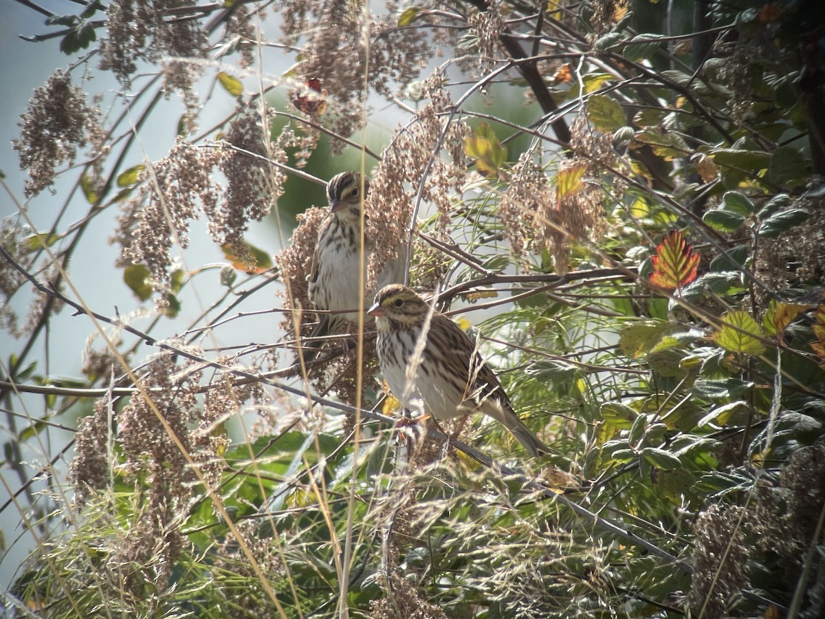Savannah Sparrow - ML642895622