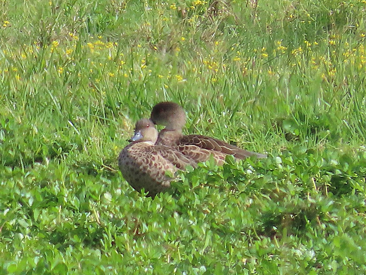 Chestnut Teal - ML642895623