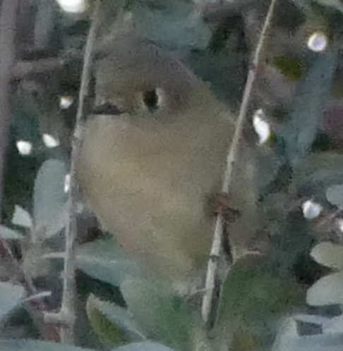 Ruby-crowned Kinglet - ML642895624
