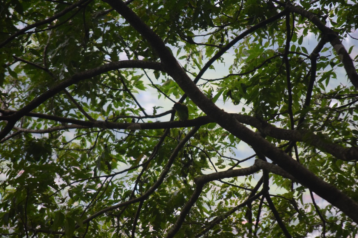 Blue-throated Barbet - ML642895625