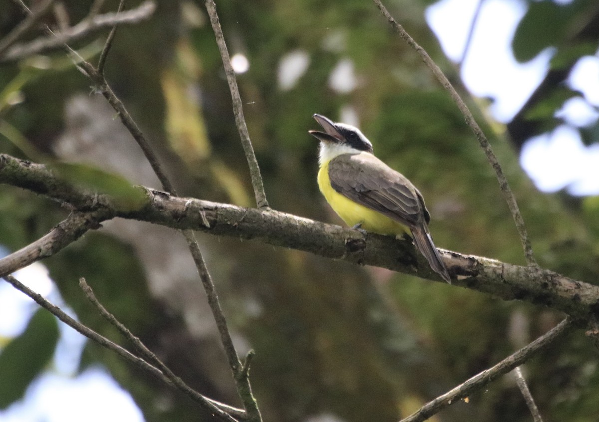 Boat-billed Flycatcher - ML642895626