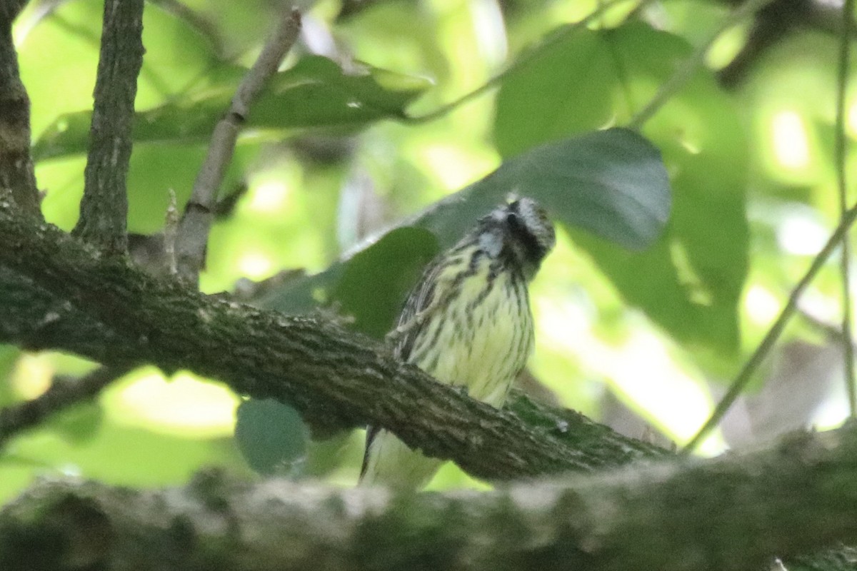 Sulphur-bellied Flycatcher - ML642895627