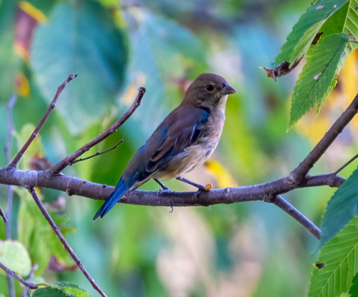 Indigo Bunting - ML642895630