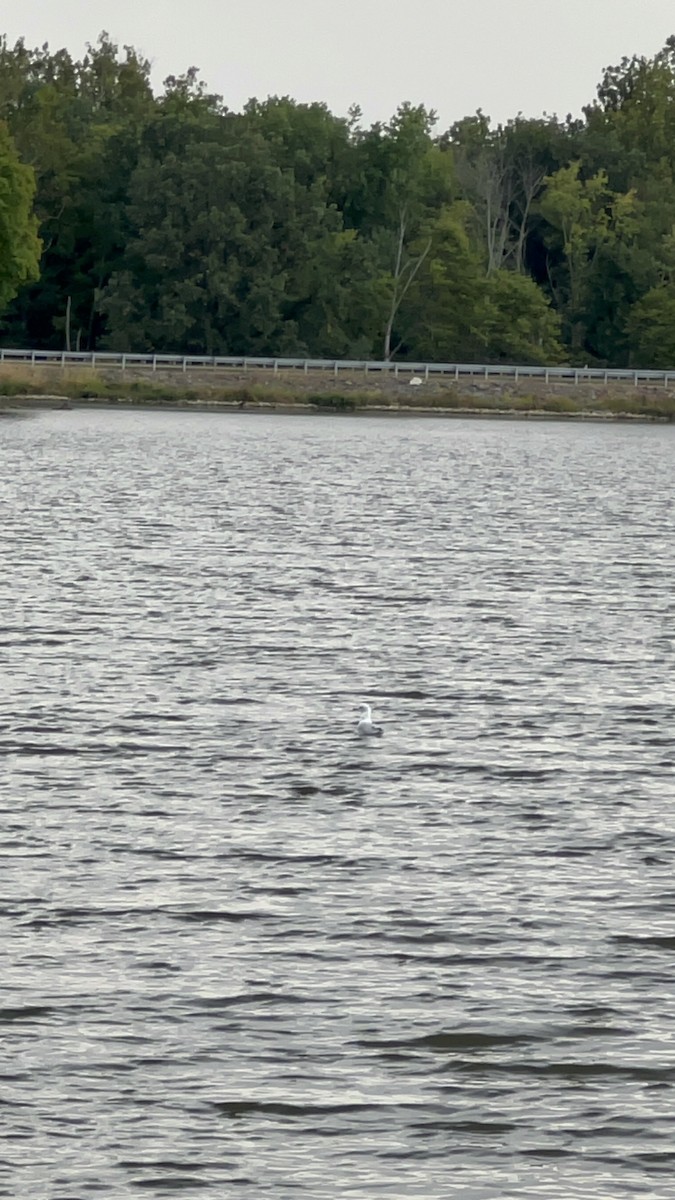 Ring-billed Gull - ML642895631