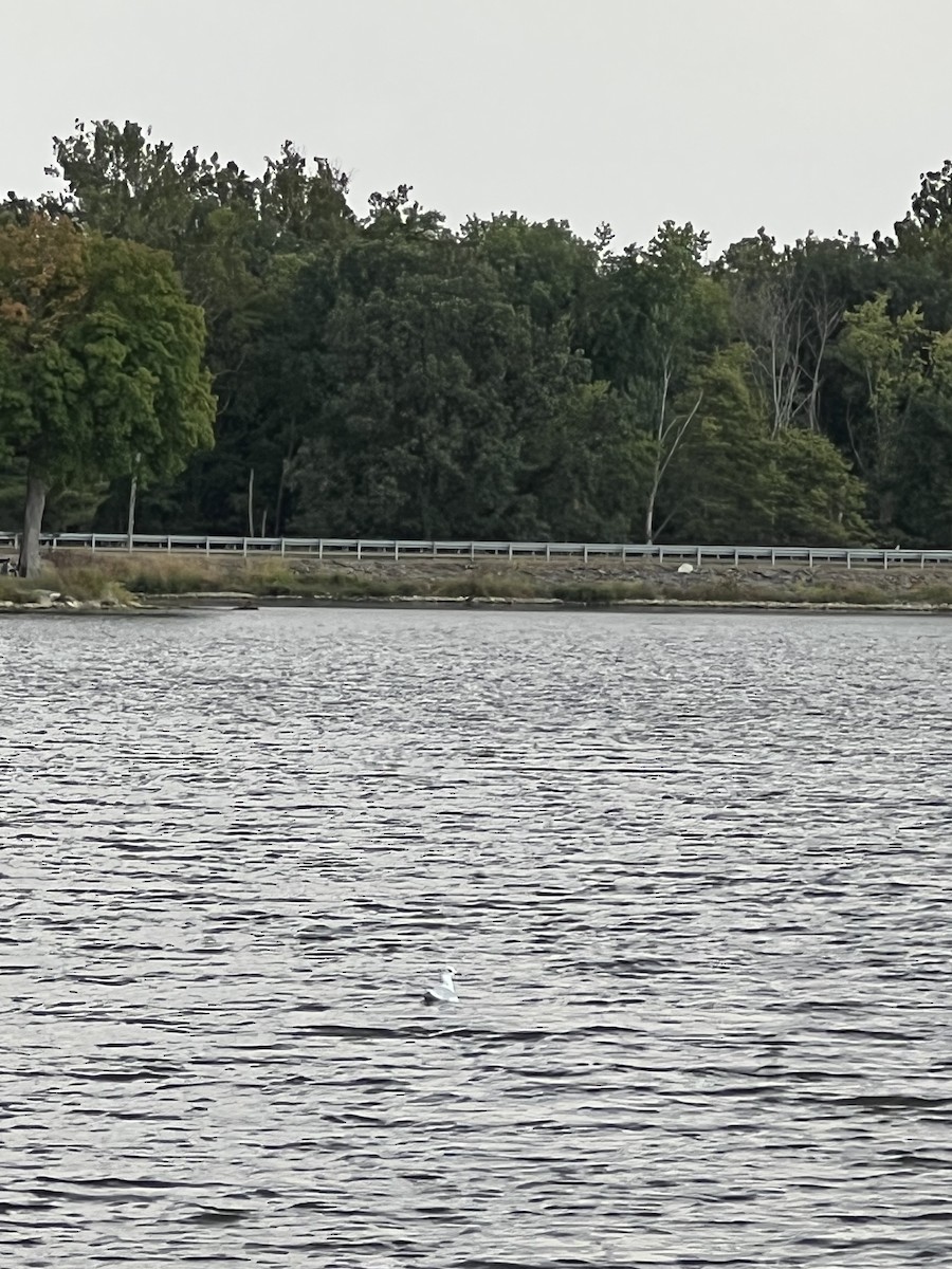 Ring-billed Gull - ML642895632