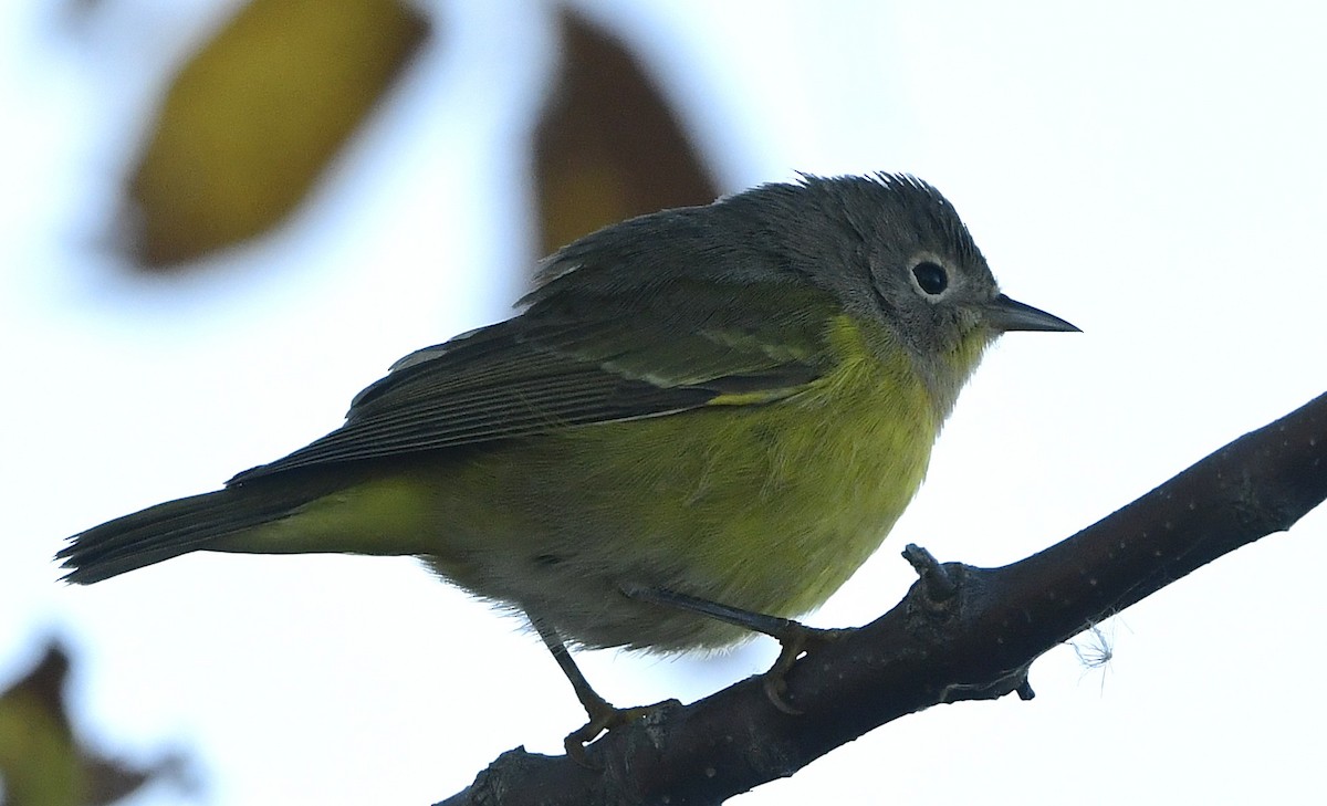 Nashville Warbler - ML642895633