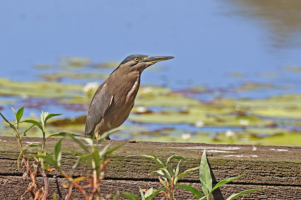 Striated Heron (Old World) - ML642895635