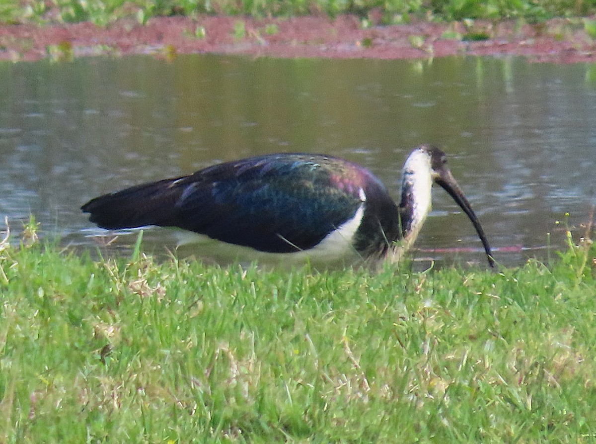 Straw-necked Ibis - ML642895636