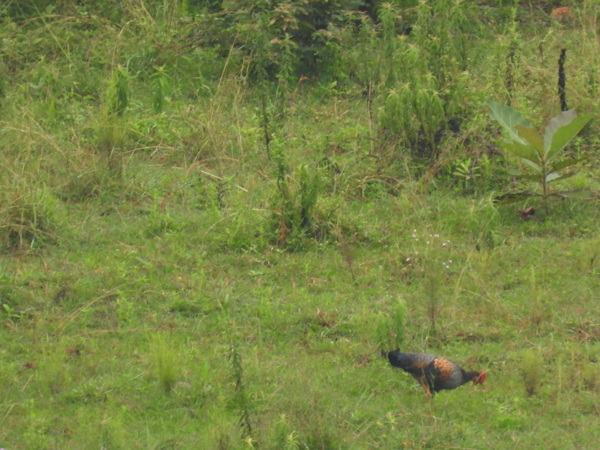 Gray Junglefowl - ML642895637