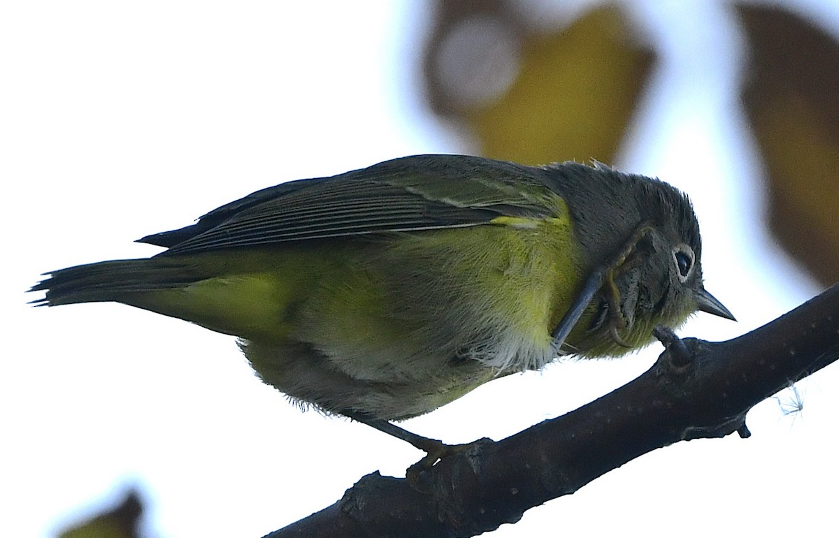 Nashville Warbler - ML642895638