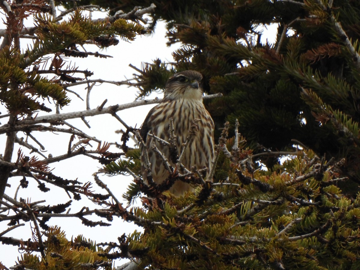 Merlin - ML642895640