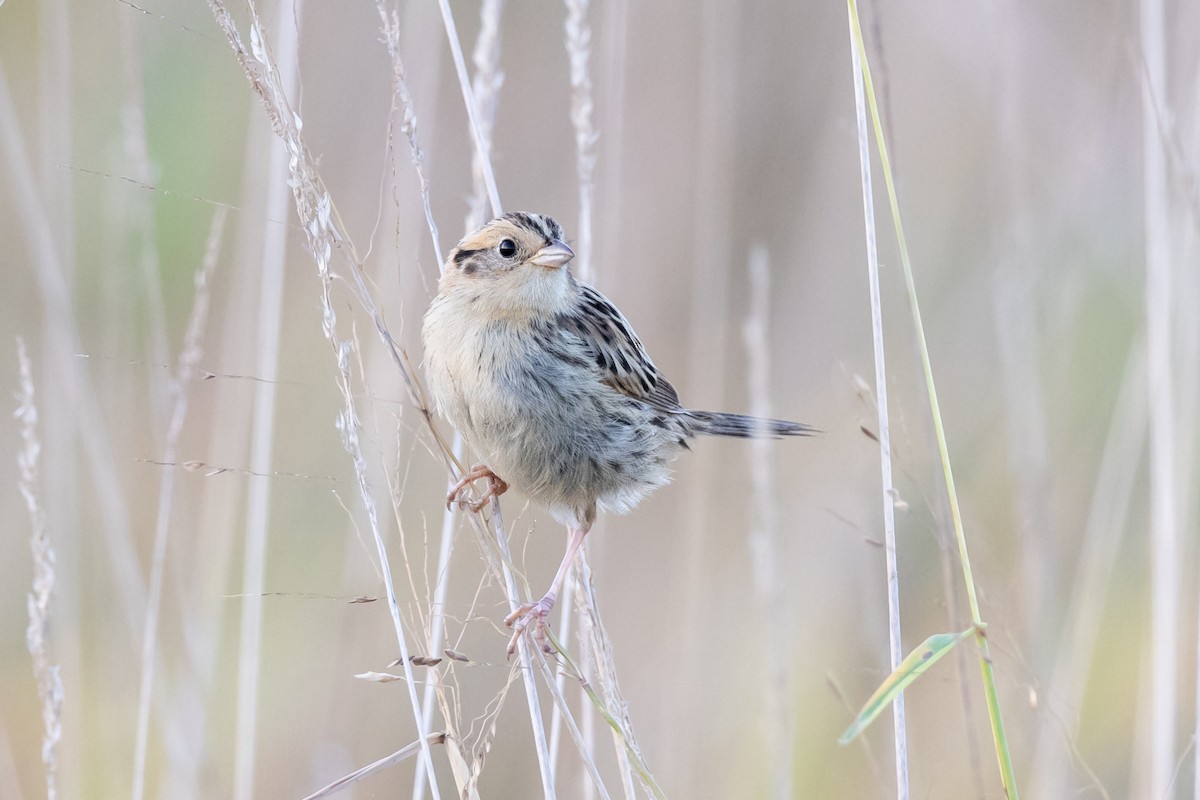 LeConte's Sparrow - ML642895641